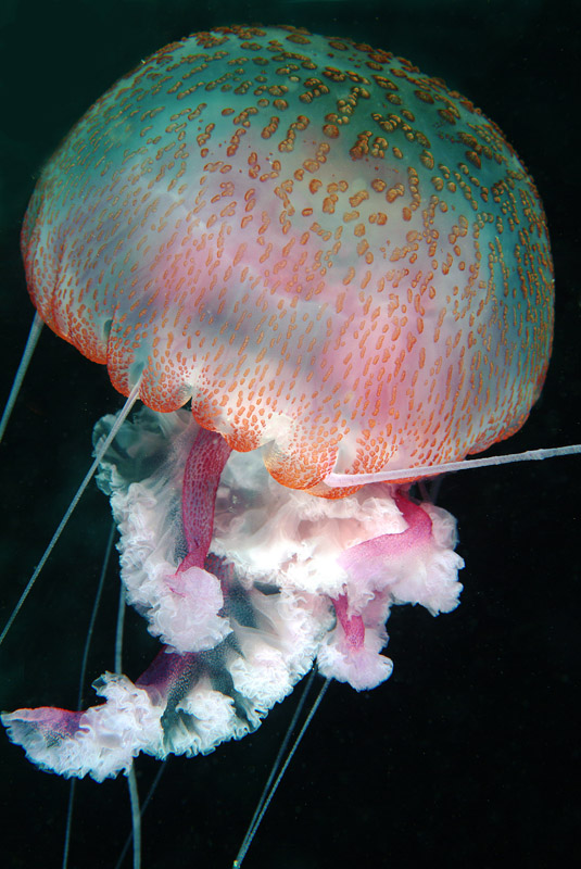 Pelagia noctiluca